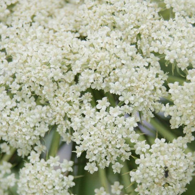 Carrot flowers in my garden.