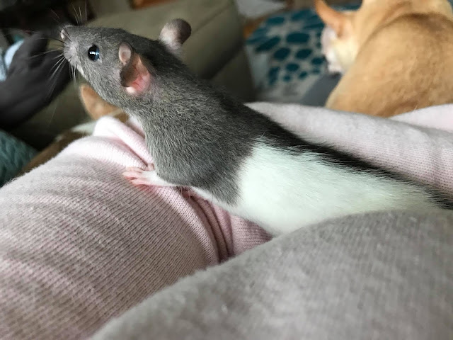 a pet rat cuddling in a woman's arms
