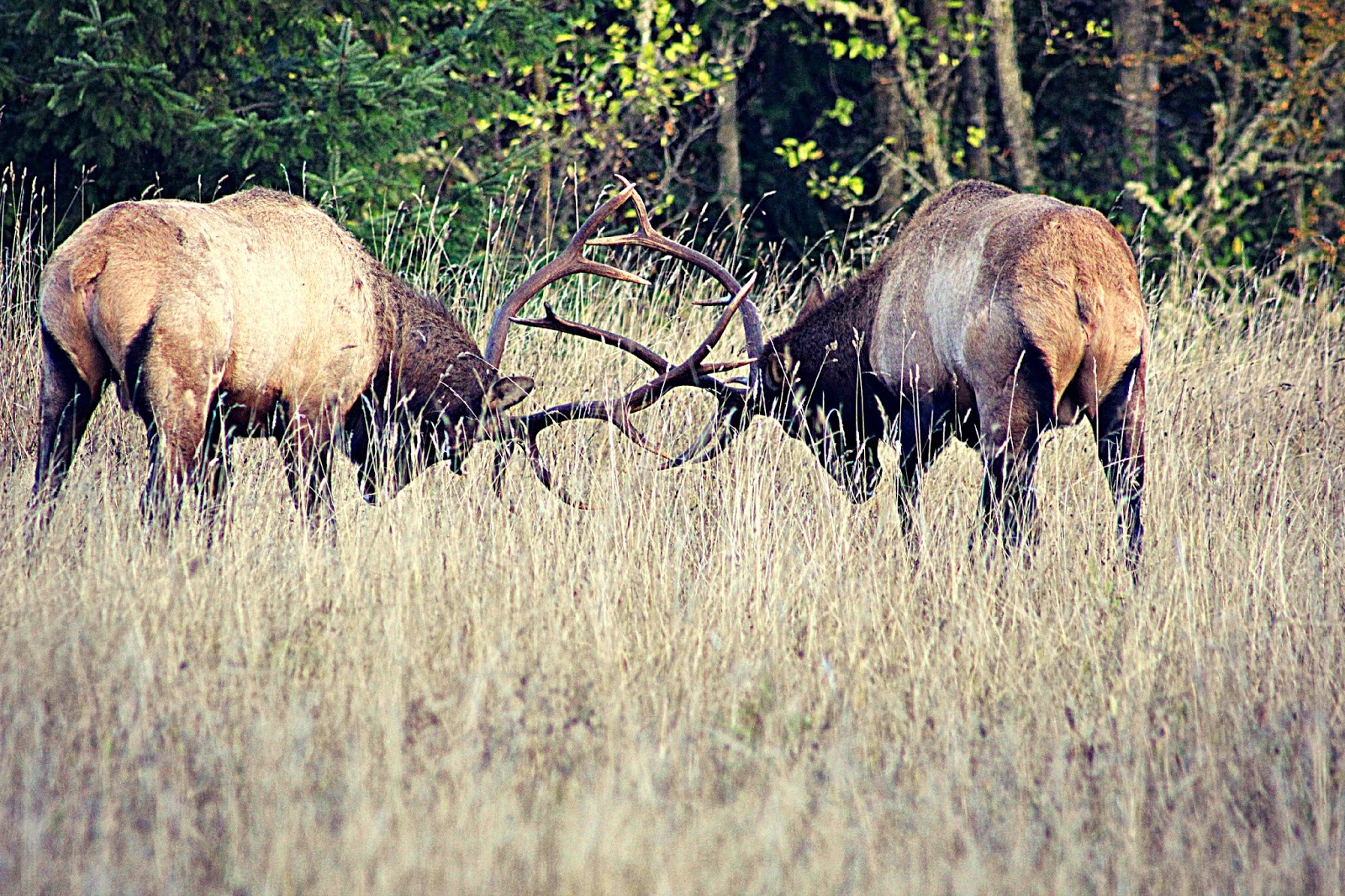 Three BCs and.. Is That Your Final Antler?