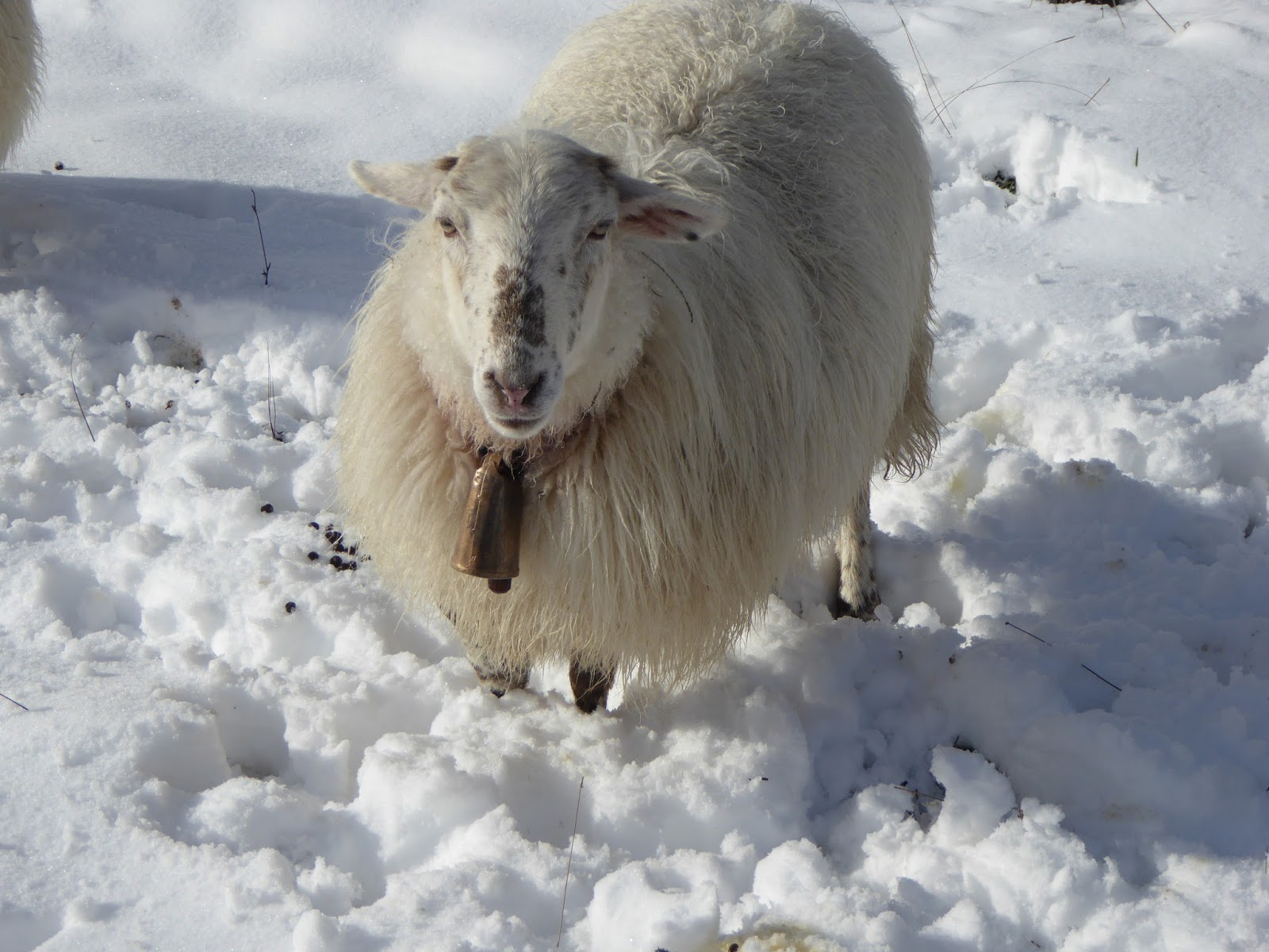 El pastoreo de ovejas adultas con su cencerro colgando de su