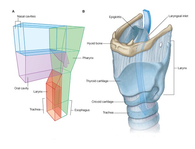 Anatomy of Larynx | Geoffrey E. Reed life