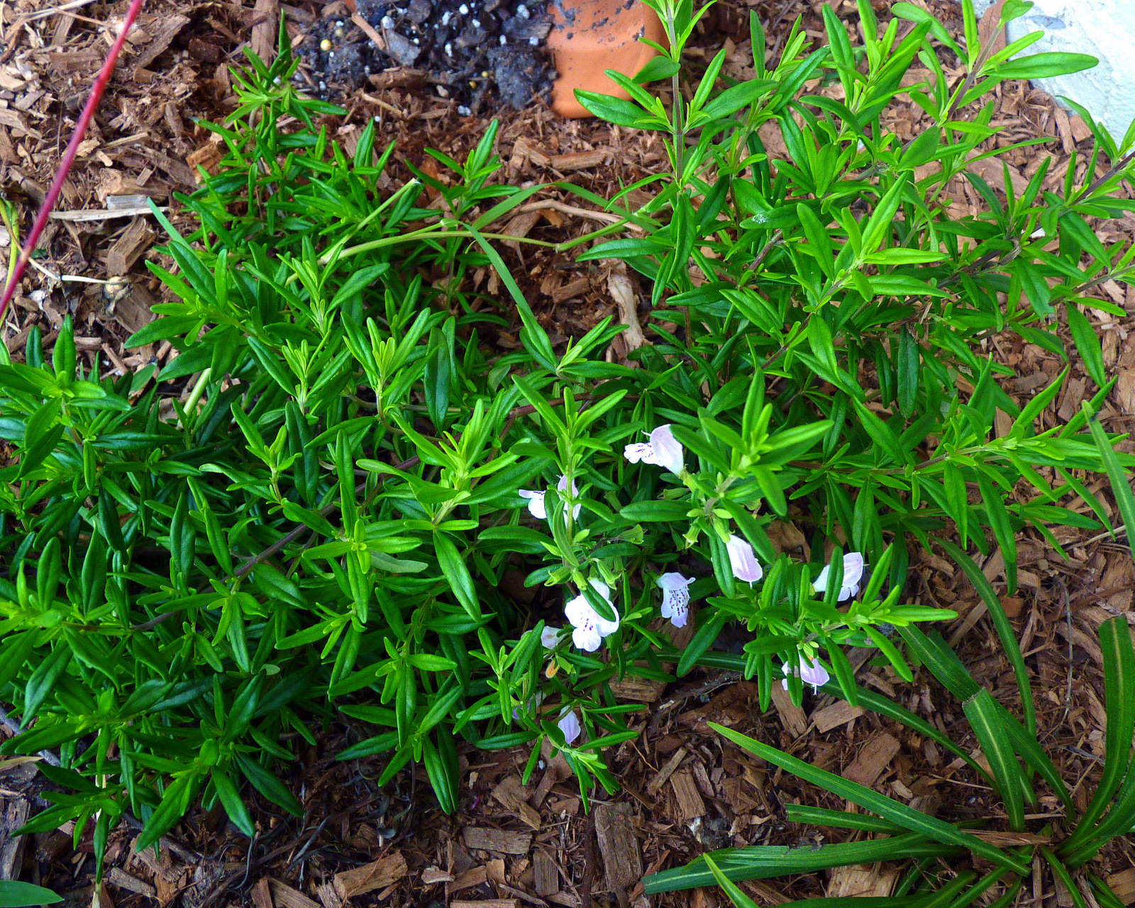 My Florida Backyard Mint Condition