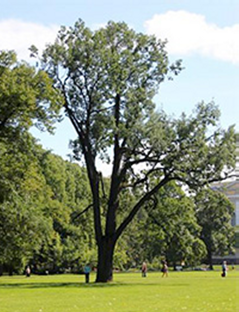 михайловский парк питер фото. михайловский сад растительность. михайловский сад санкт-петербург. михайловский сад в санкт-петербурге зимой. дуб петра первого в летнем саду.