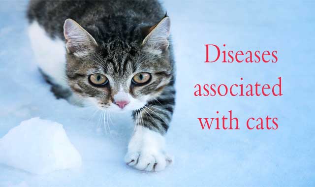 cat diseases