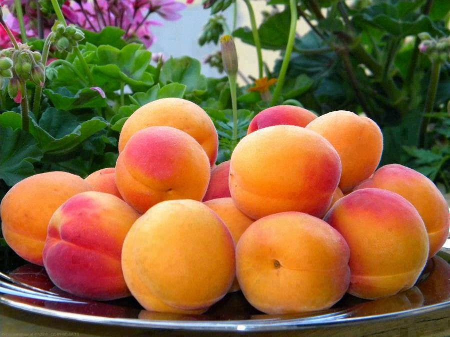 KAJSIJA za jak organizam