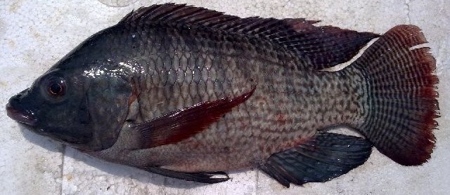 Ciri Ciri Hama dan Penyakit Ikan Nila serta Obat Alaminya