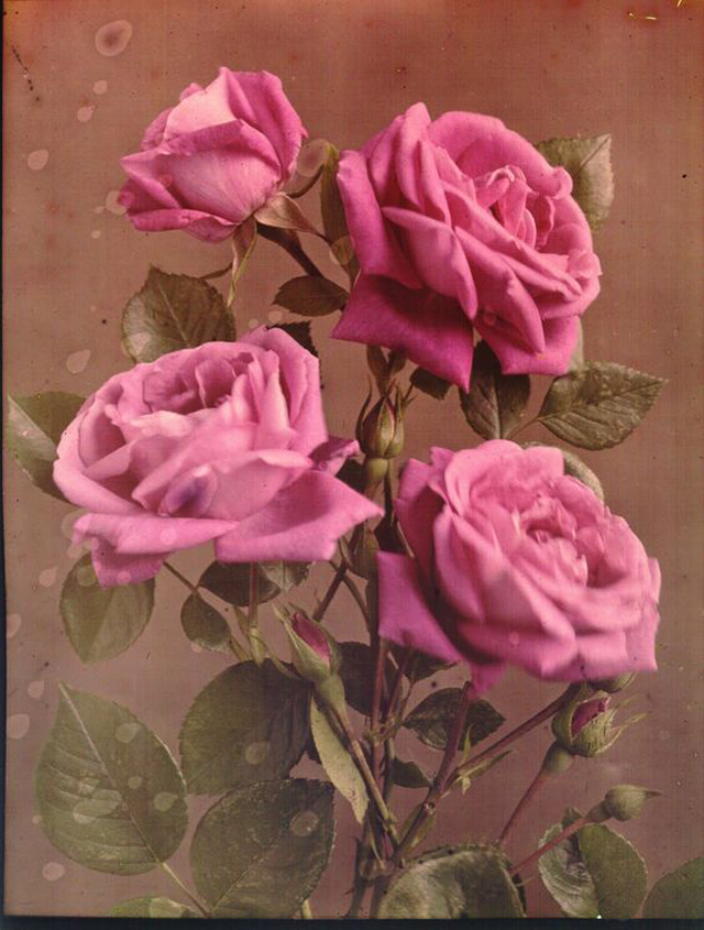 Early Autochrome Photography Beautiful Color Photos of Natural Flowers