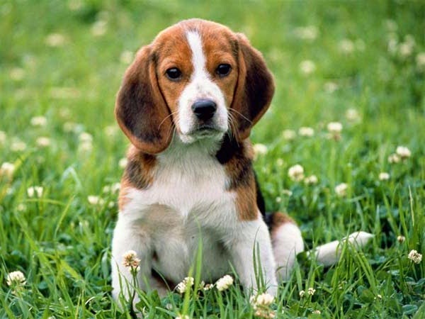 Mengenal Anjing Beagle Si Anjing Pemburu Mengenal Anjing Beagle Si Anjing Pemburu
