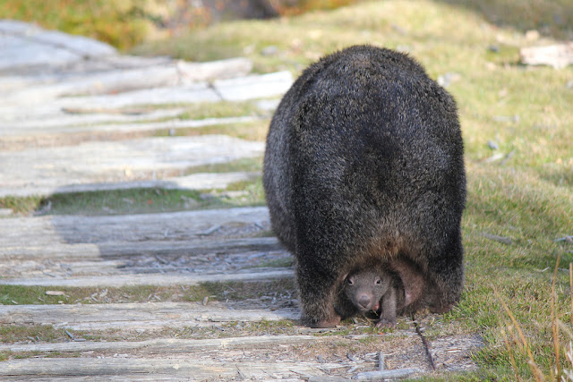 How to Find Australian Animals (and how to avoid the nasty ones) | The ...