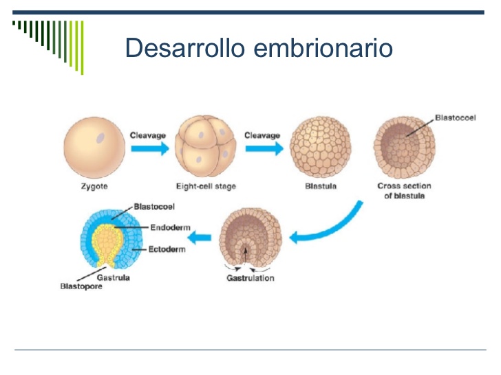 DESARROLLO EMBRIONARIO EN LOS ANIMALES Collage