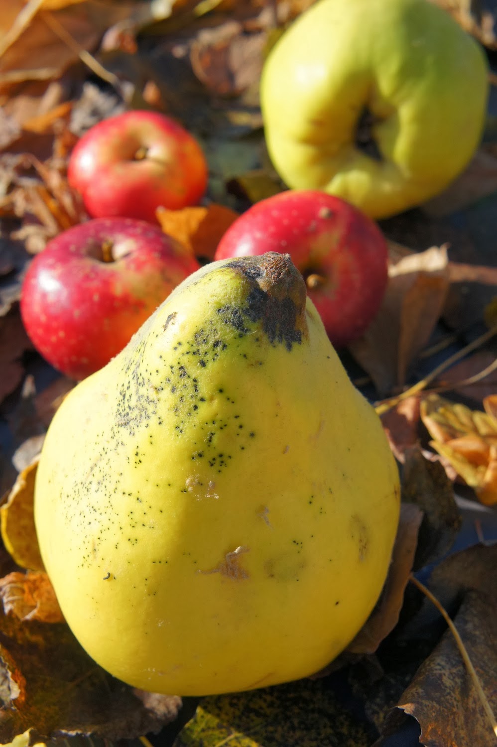 Compote automnale de coings, pommes et bananes