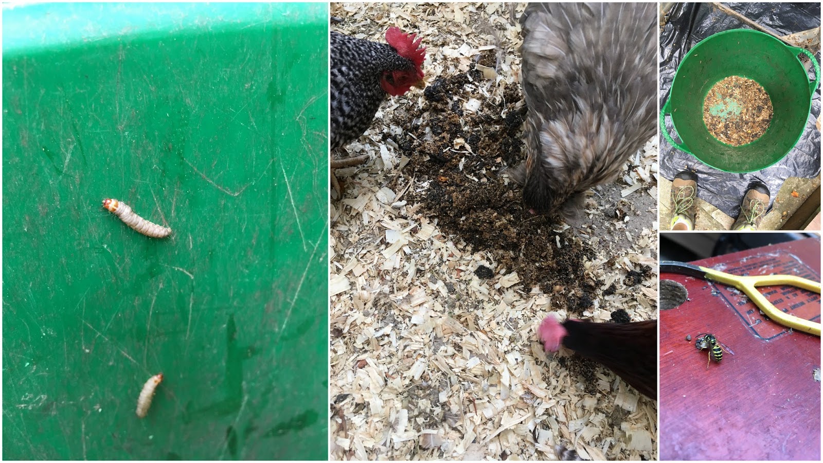 bee surprised wax moth larvae cleanup