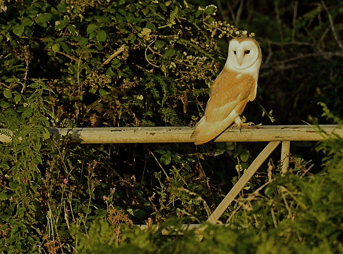 Alan James Photography Barn Owls Hunting 