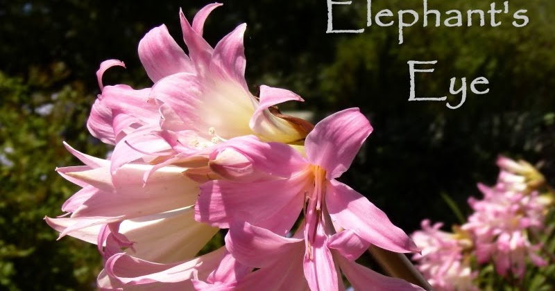 Elephant S Eye March Lilies Amaryllis Belladonna March Lilies Amaryllis Belladonna