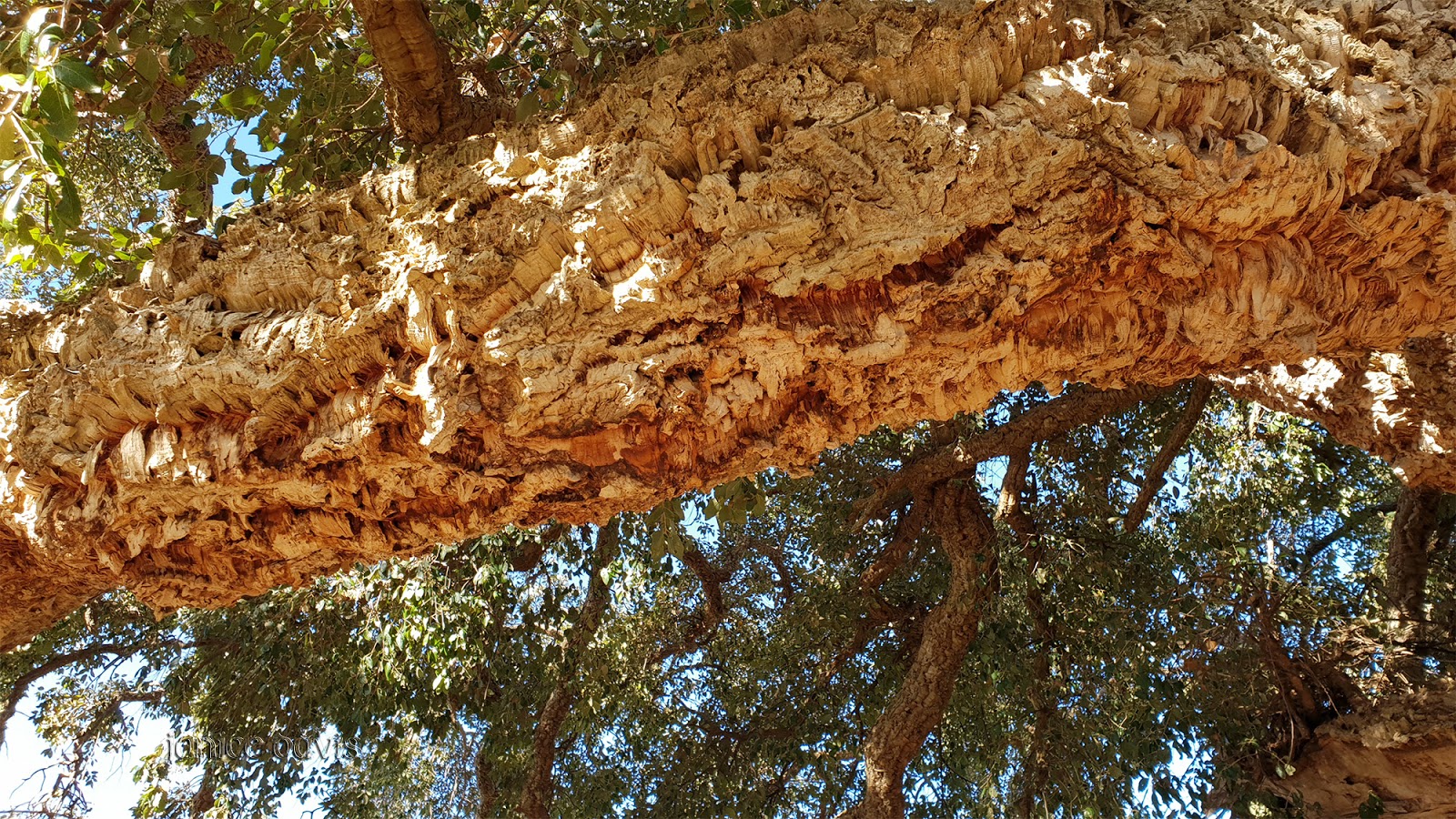 thoughts & happenings Cork Tree in Tenterfield, NSW.