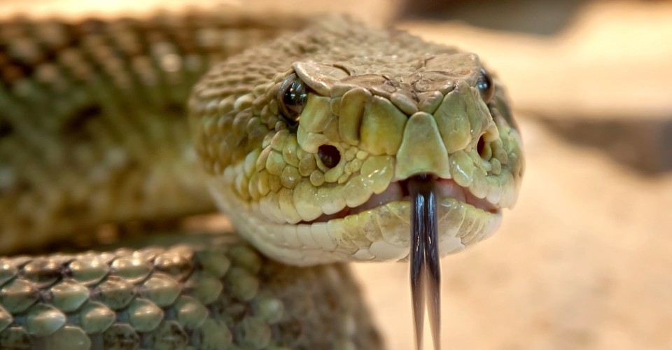 TOP 09 cobras mais venenosas e incríveis do mundo Jaguaruana Verdade TOP 09 cobras mais venenosas e incríveis do mundo Jaguaruana Verdade