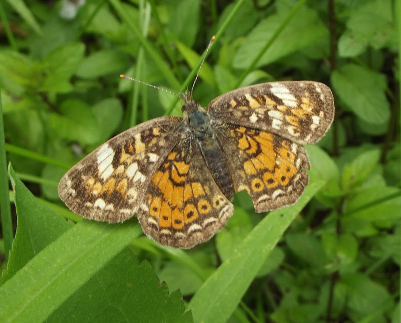 In The Garden Small Brown Butterflies