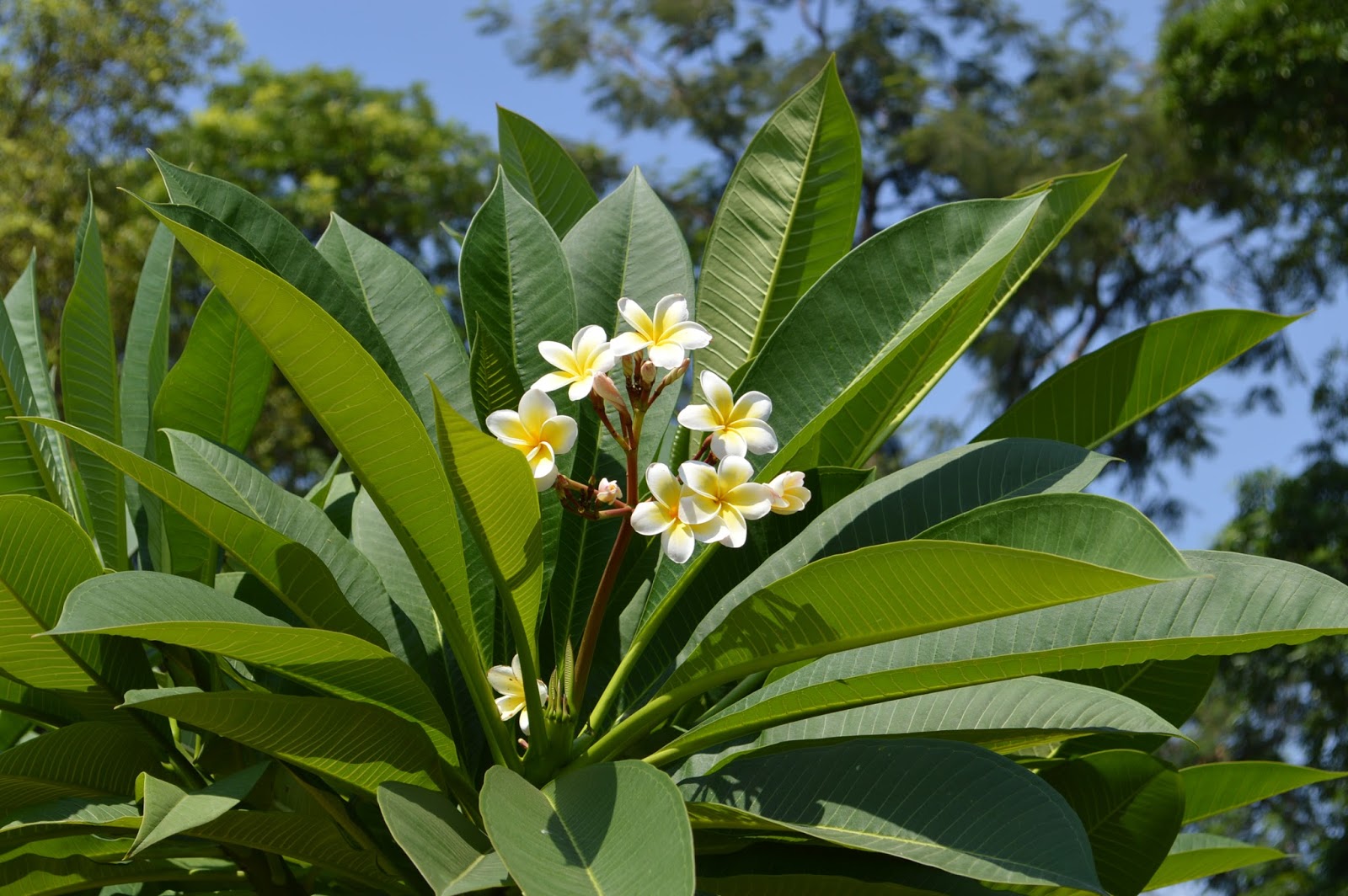 Yardifacts Frangipani planted everywhere in India