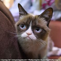 I Love Grumpy Cat!
