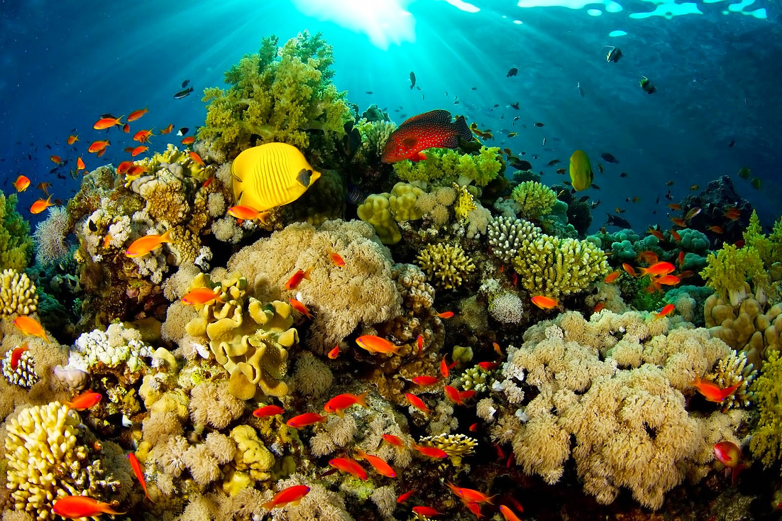 Taman Nasional Bunaken - inilah 5 Wisata Bawah Laut Indonesia Terpopuler yang harus Anda kunjungi.