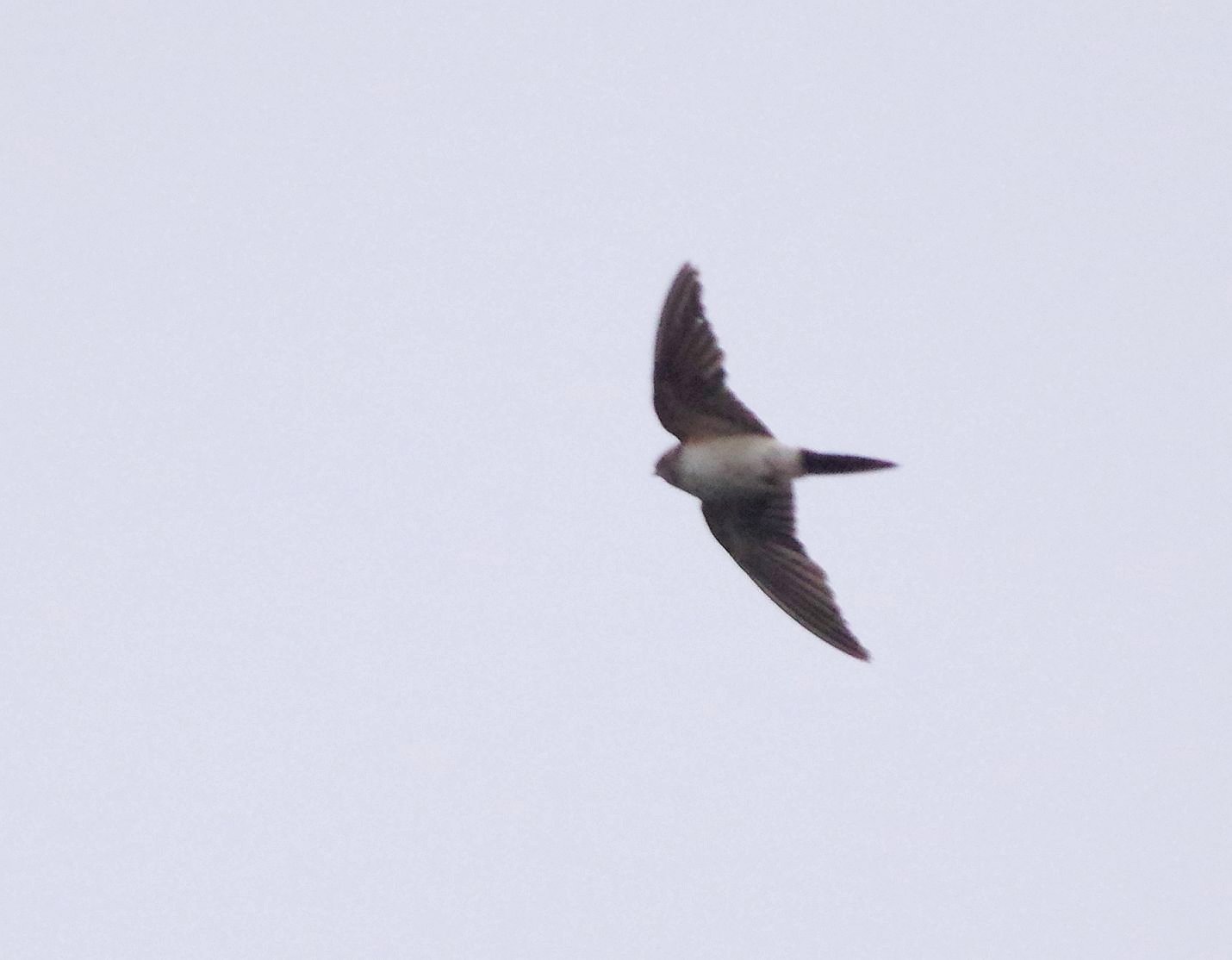 Birds of the Heath Redrumped Swallow at Cley