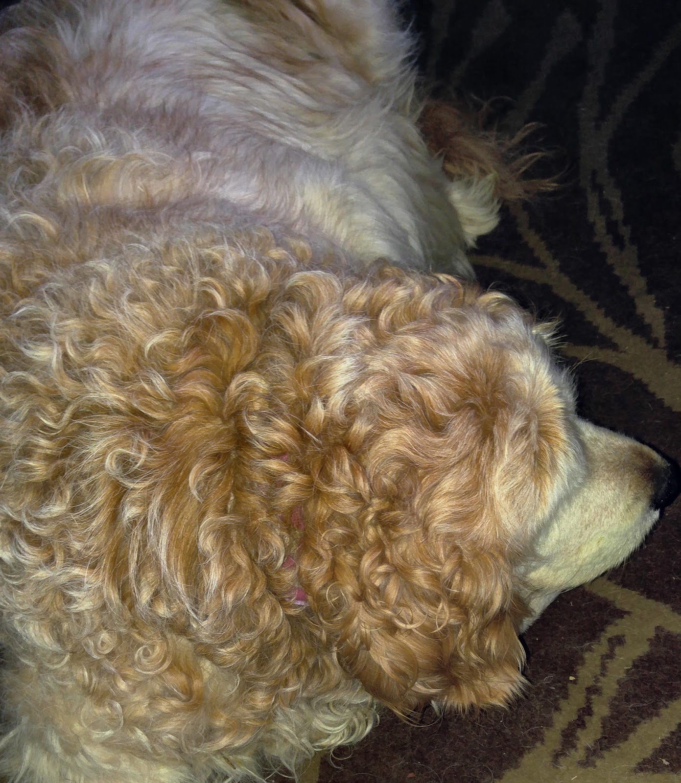 An Unfittie's Guide to Adventurous Travel Does your dog often get a perm?