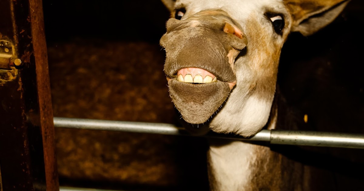 Our Eyes Upon Missouri: Missouri State Fair, the 2015 Edition