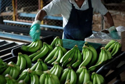 صناعة الموز في امريكا اللاتينية