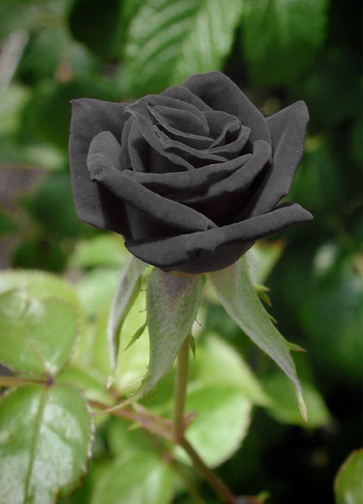 Black Roses | Bunga Ros Hitam ~ Wordless Wednesday