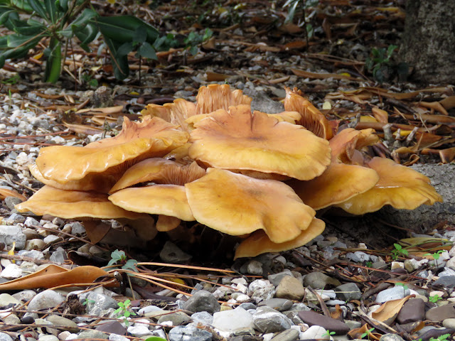 Mushrooms, Sandro Pertini Park, Viale Carducci