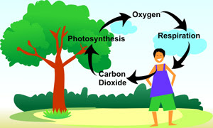 Kitar Oksigen dalam Fotosintesis : Faktor-Faktor Yang Diperlukan dan Kepentingannya