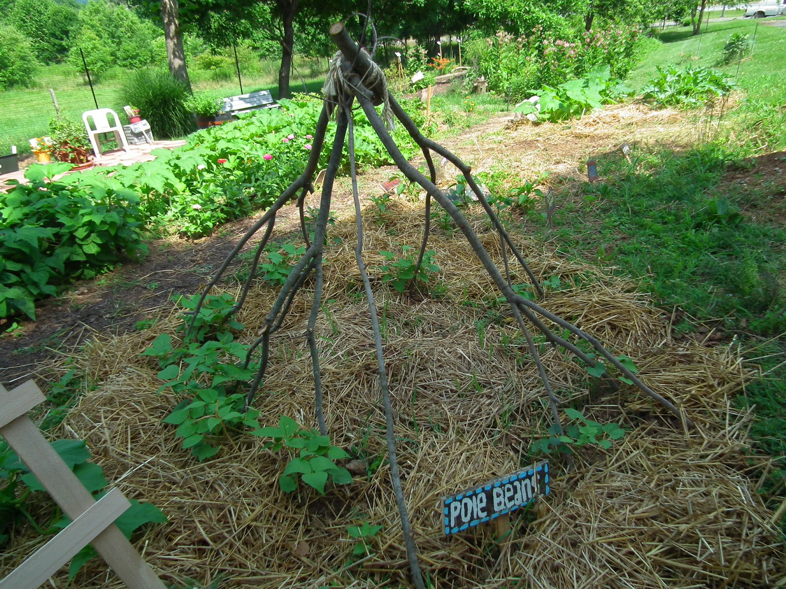 Welcome to my Garden