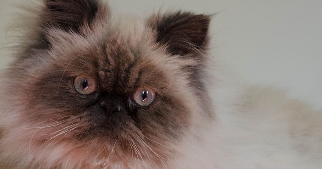 Cats Tales & Reviews A special treat for special cats!