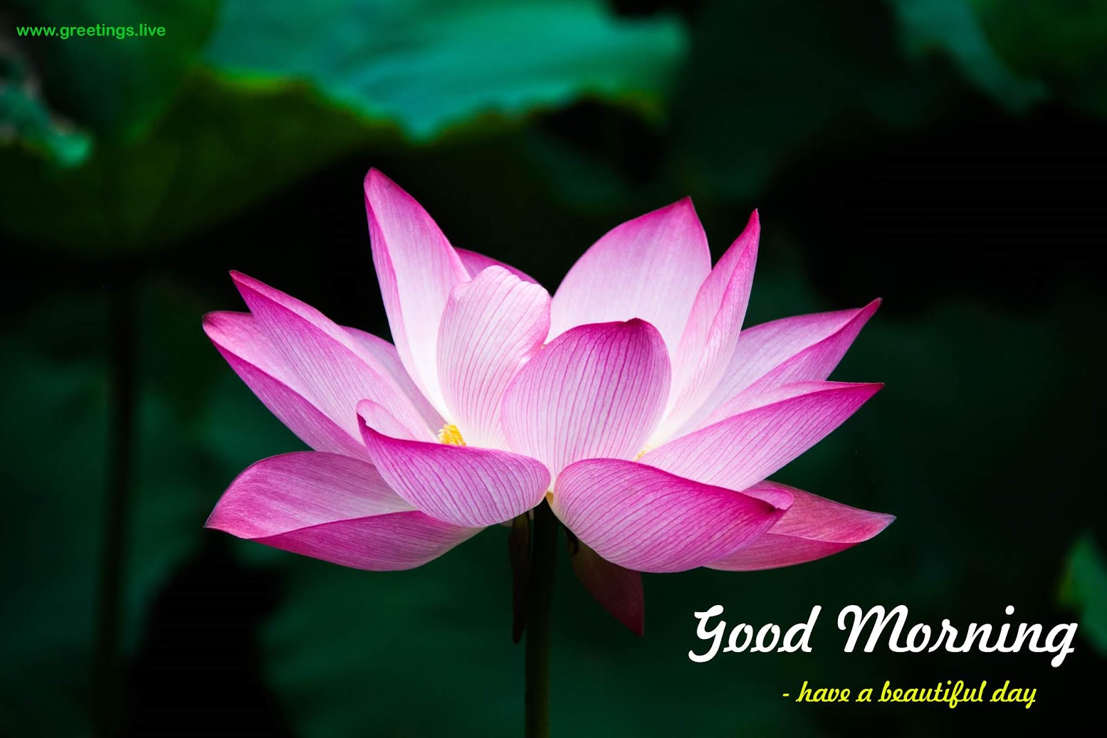 Greetings.Live*Free Daily Greetings Pictures Festival GIF Images good