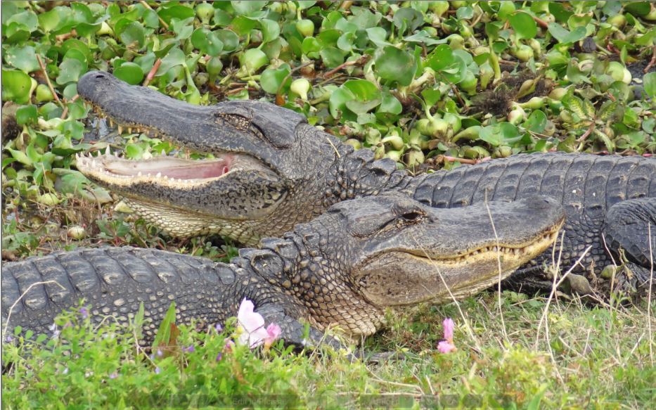 HTownWest Photo Blog Alligators Where to see them in their natural