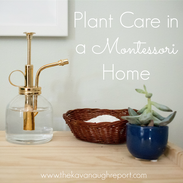 Children love to take care of their environment and one easy way to do that is to add a plant to your child's space. Plant care in a Montessori home can be an easy way to incorporate practical skills into your child's day. 