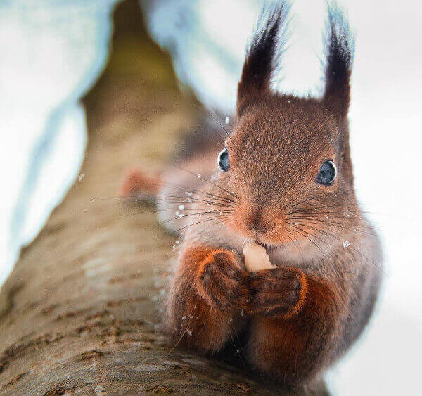 Konsta Punkka Fotografía Fotografía Animales Naturaleza