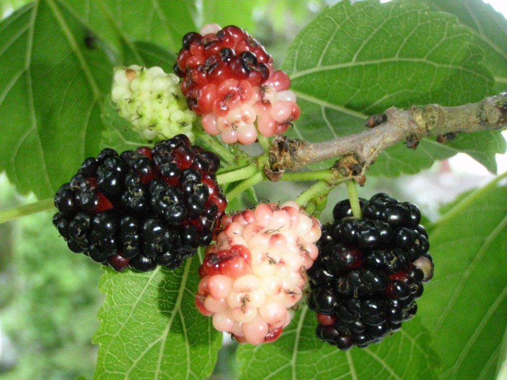 шелковица morus nigra. шелковица тутовое дерево. шелковица белая морус альба. шелковица черная (morus nigra). тутовник шелковица.