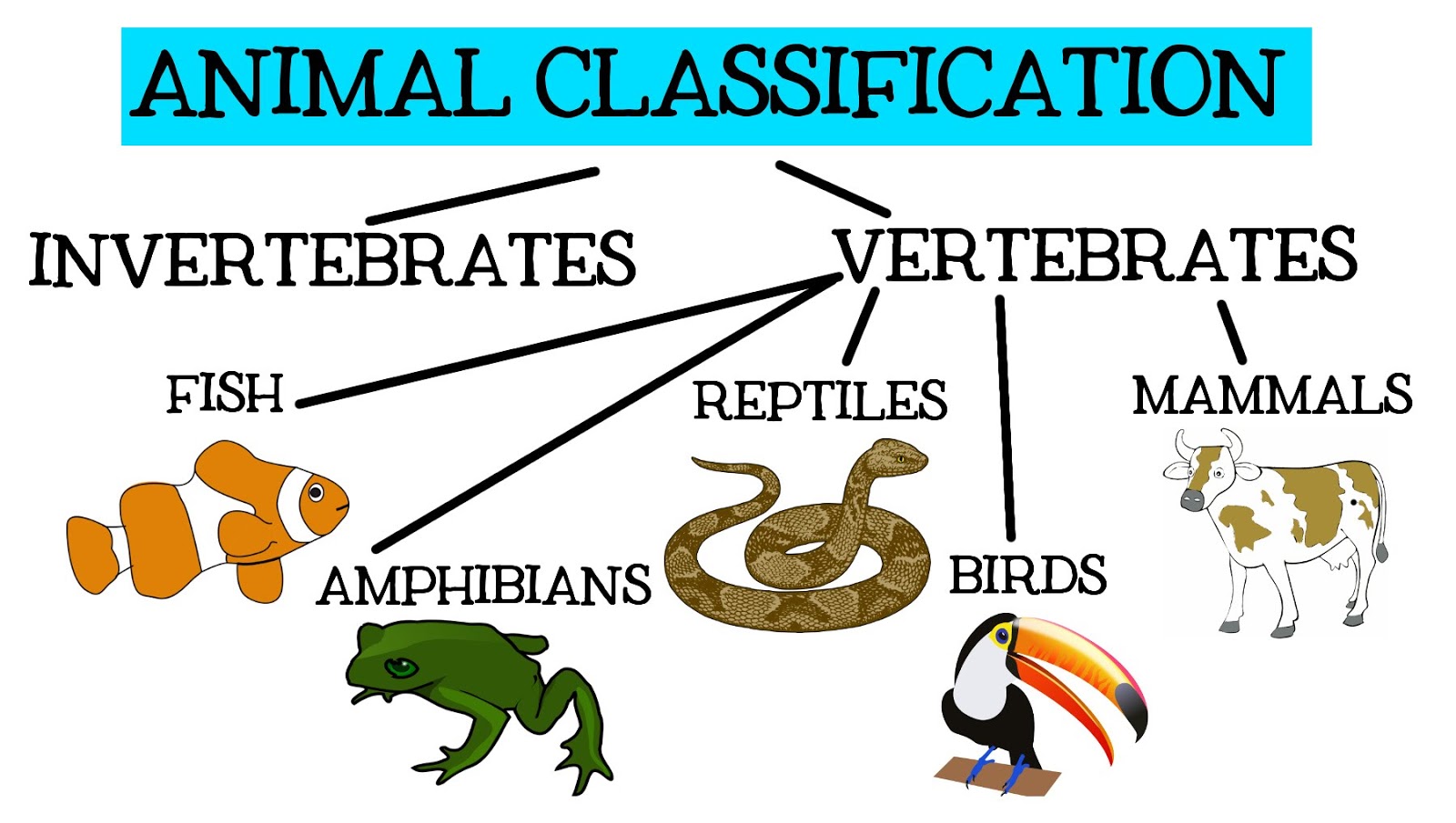 cbm-ceip-pintor-pedro-cano-animal-classification-for-children