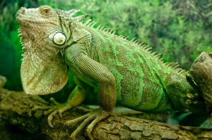  hewan  reptil  cantik untuk peliharaan Memperoleh 