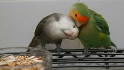 Cara Paling Akurat Membedakan Burung Lovebird Jantan Dan Betina