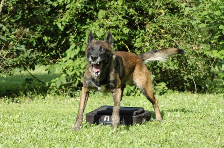 chien robot de sécurité CRS