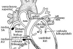 Gambar Jantung Hitam Putih Cumi Darat Koleksi