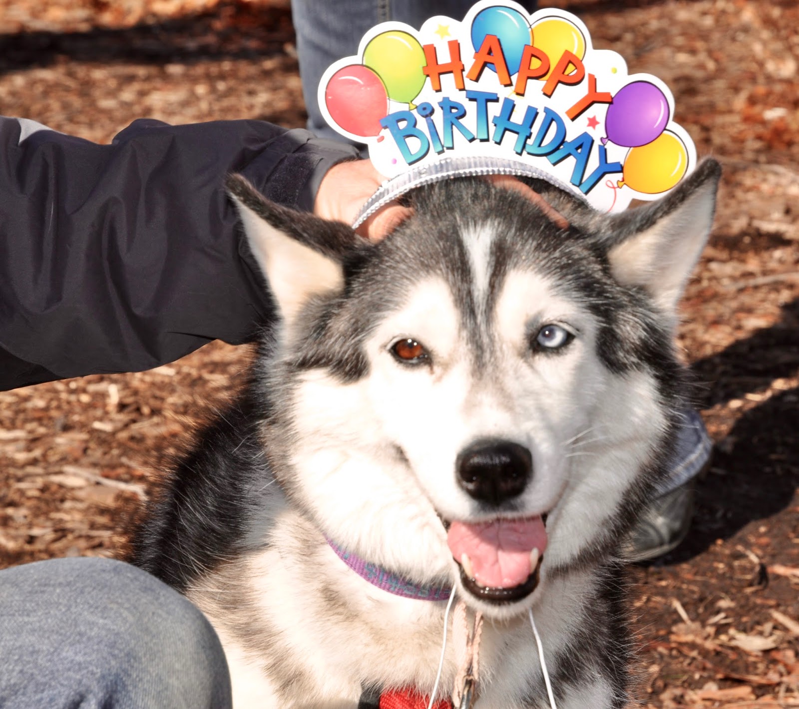 Milwaukee Area Parks Door County Sled Dogs Need Your Help