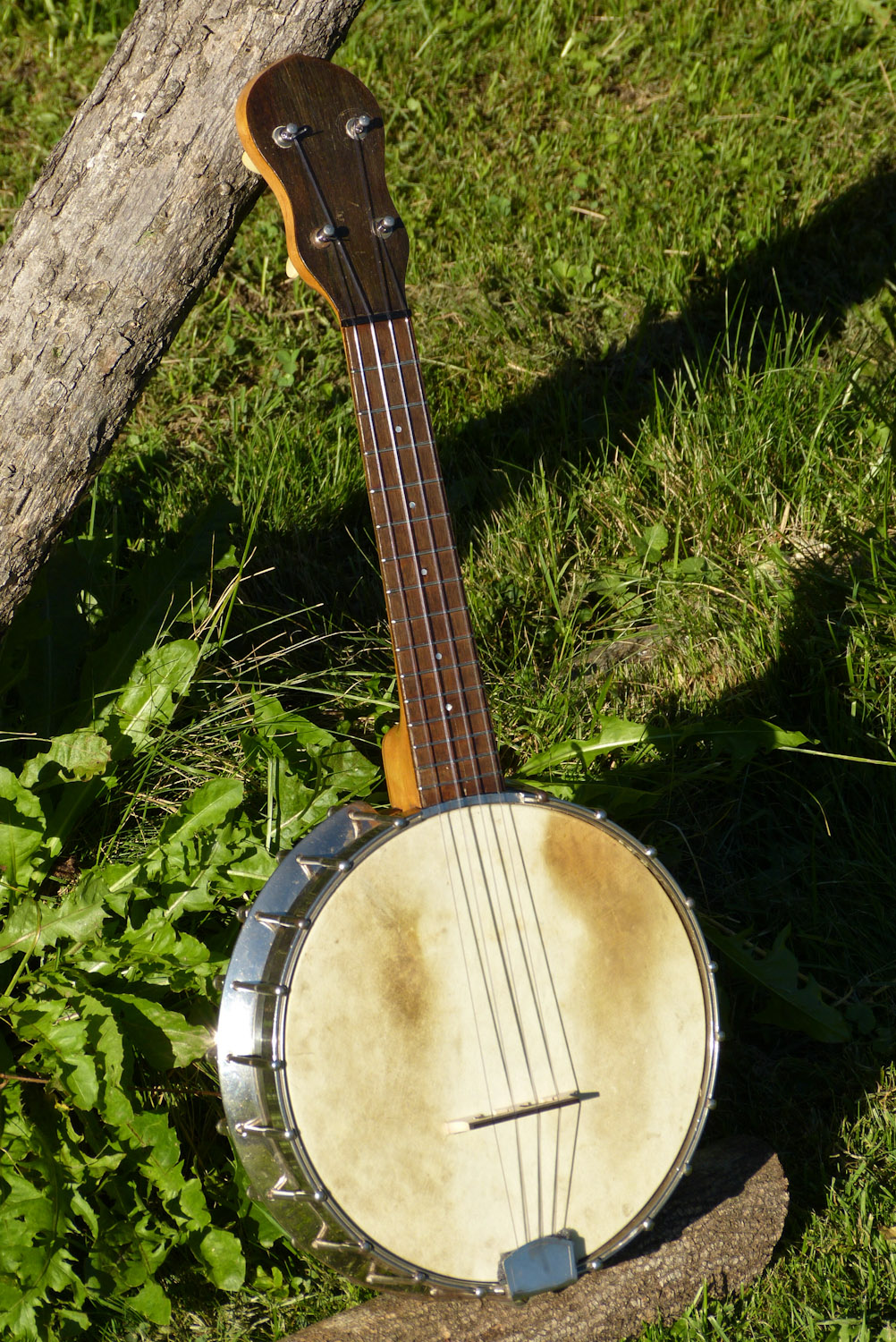banjolele tuning banjolele tuning