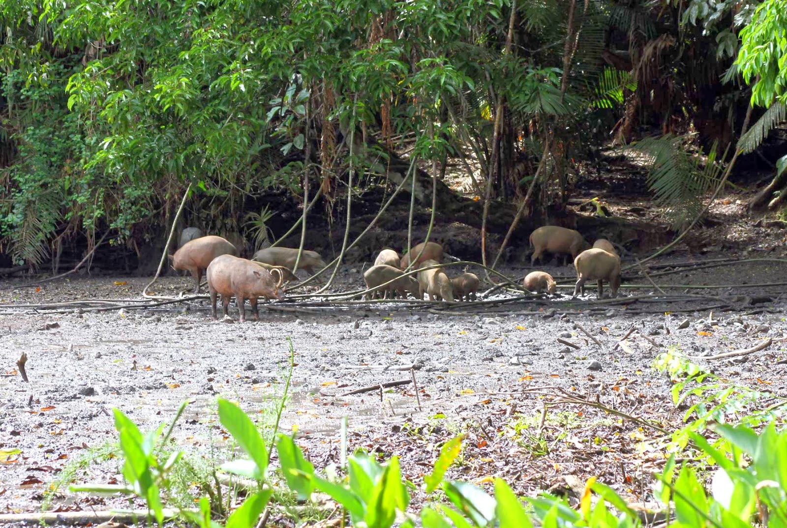 “Babi Rusa” lucky to have a Nantu Island | News Paper Net