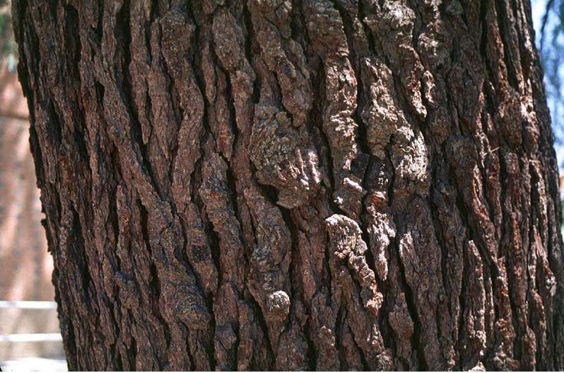 Beechwood Landscape Architecture and Construction Deodar Cedar