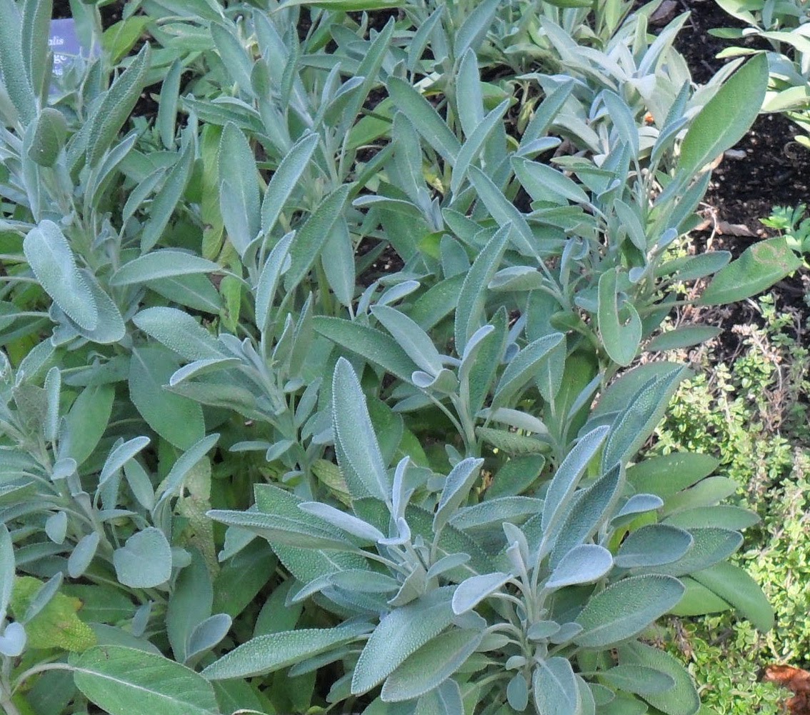 Backyard Patch Herbal Blog Tuesday Recipe Sage Butter