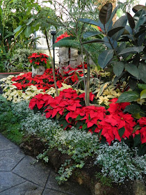 Layers red white poinsettias Allan Gardens Conservatory Christmas Flower Show 2014 by garden muses-not another Toronto gardening blog