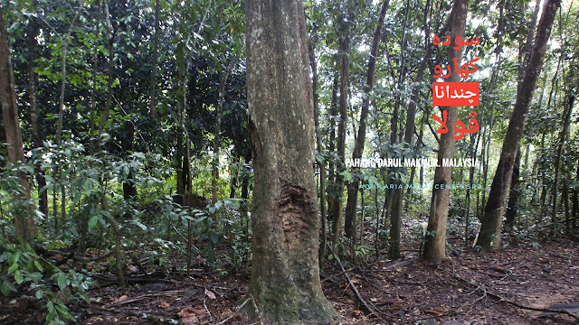 Pokok gaharu yang terletak di dalam kebun getah.